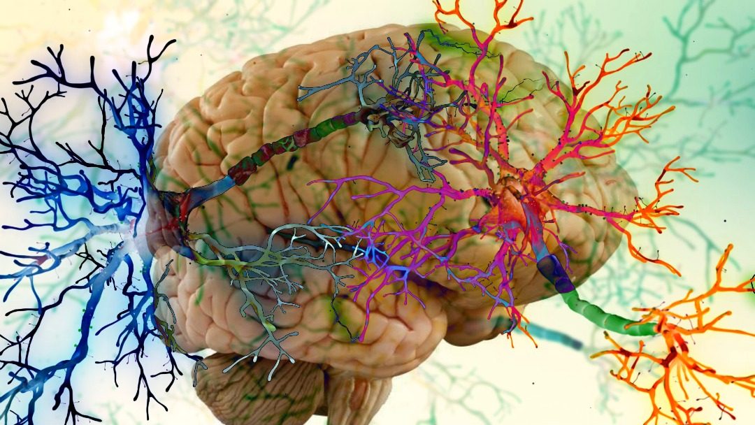 Diversity & Brain Cell Function